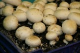 Выращивание грибов в гараже